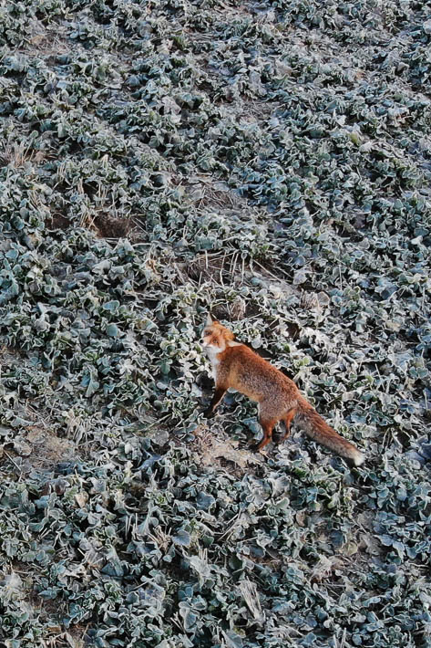 Fuchs im Harz