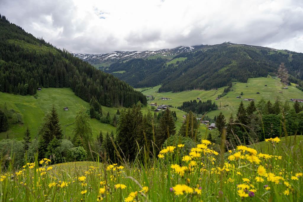 Blumenwiese am Alpbacher Höhenweg