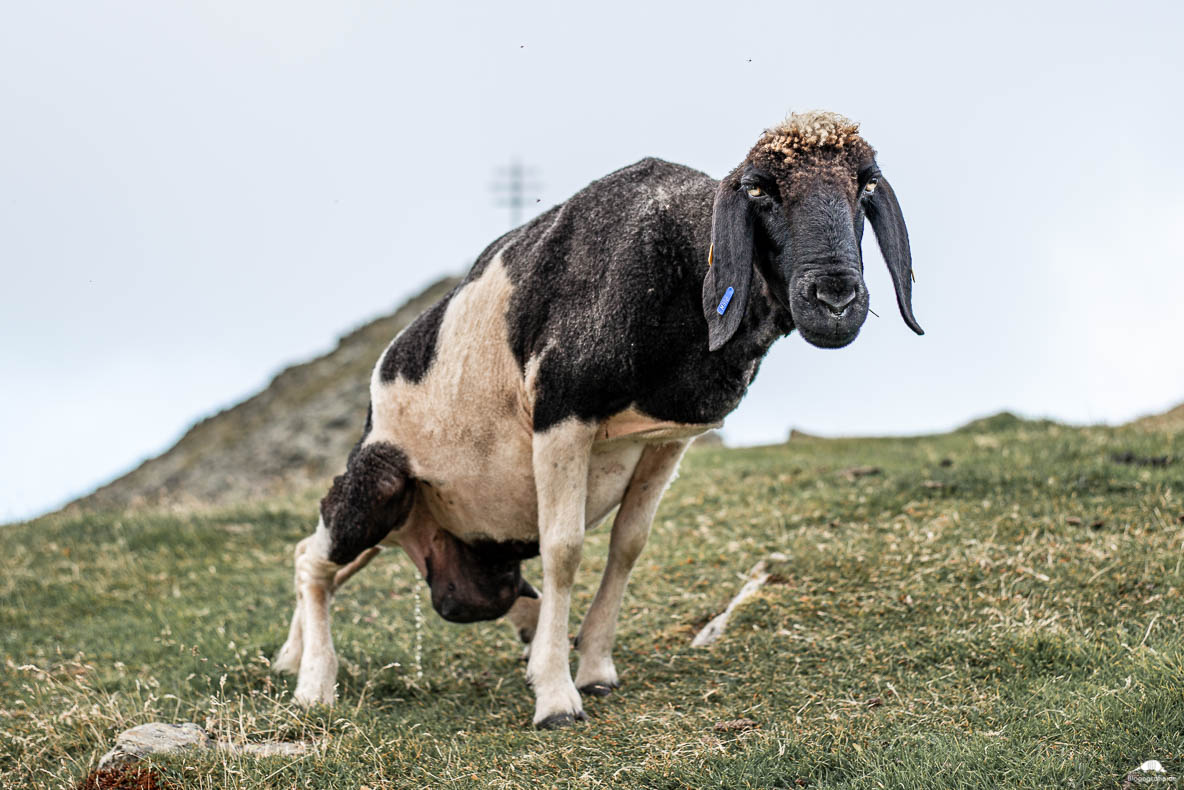 Eine kuhartige Ziege in den Alpen