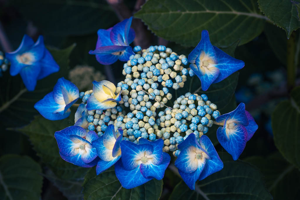 Bunten Blüten auf Amrum