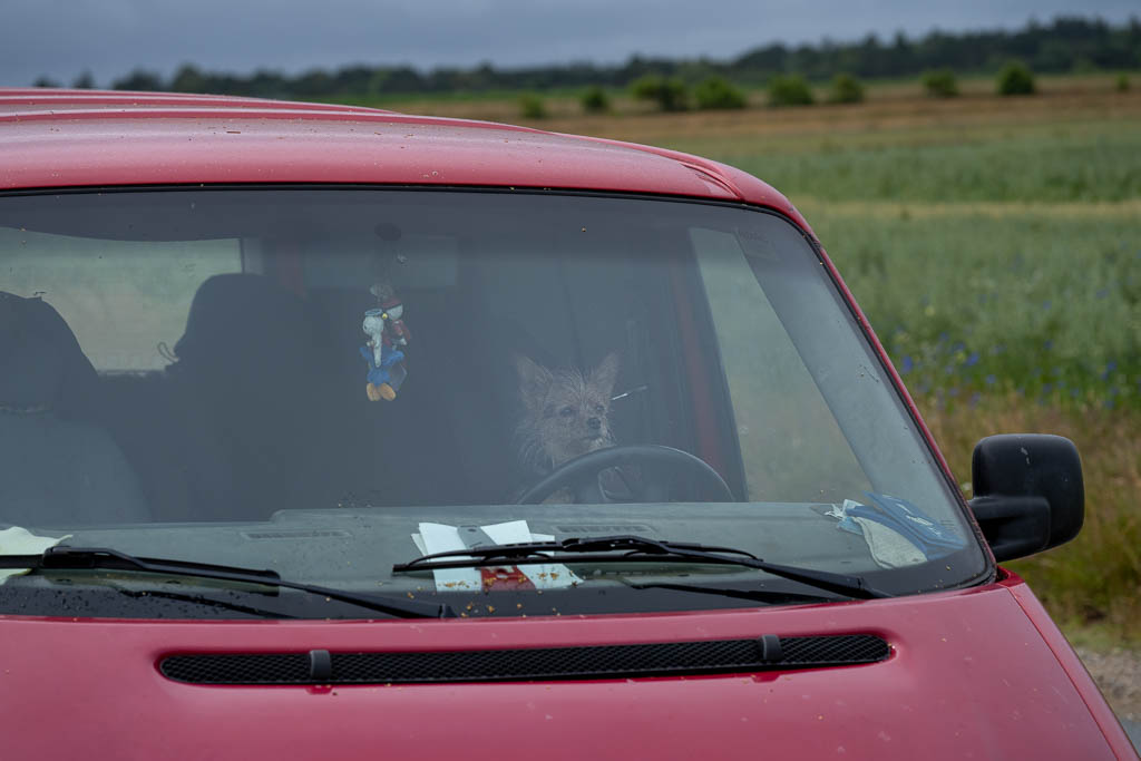 Ein Hund am Steuer eines VW Bullis