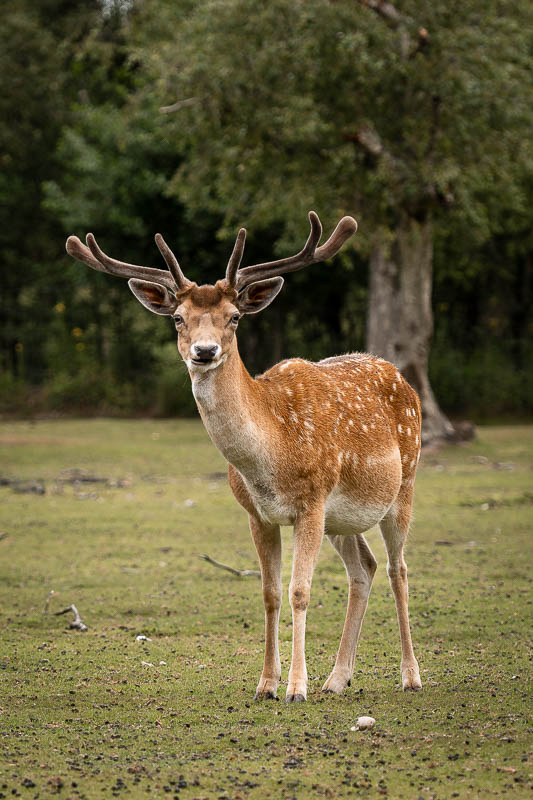 Damwild an der Vogelkoje auf Amrum