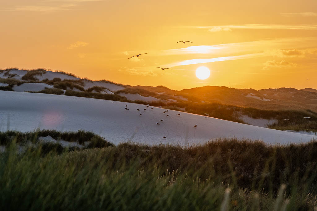 Sonnenuntergang über den Dünen von Amrum mit Möwen im Gegenlicht