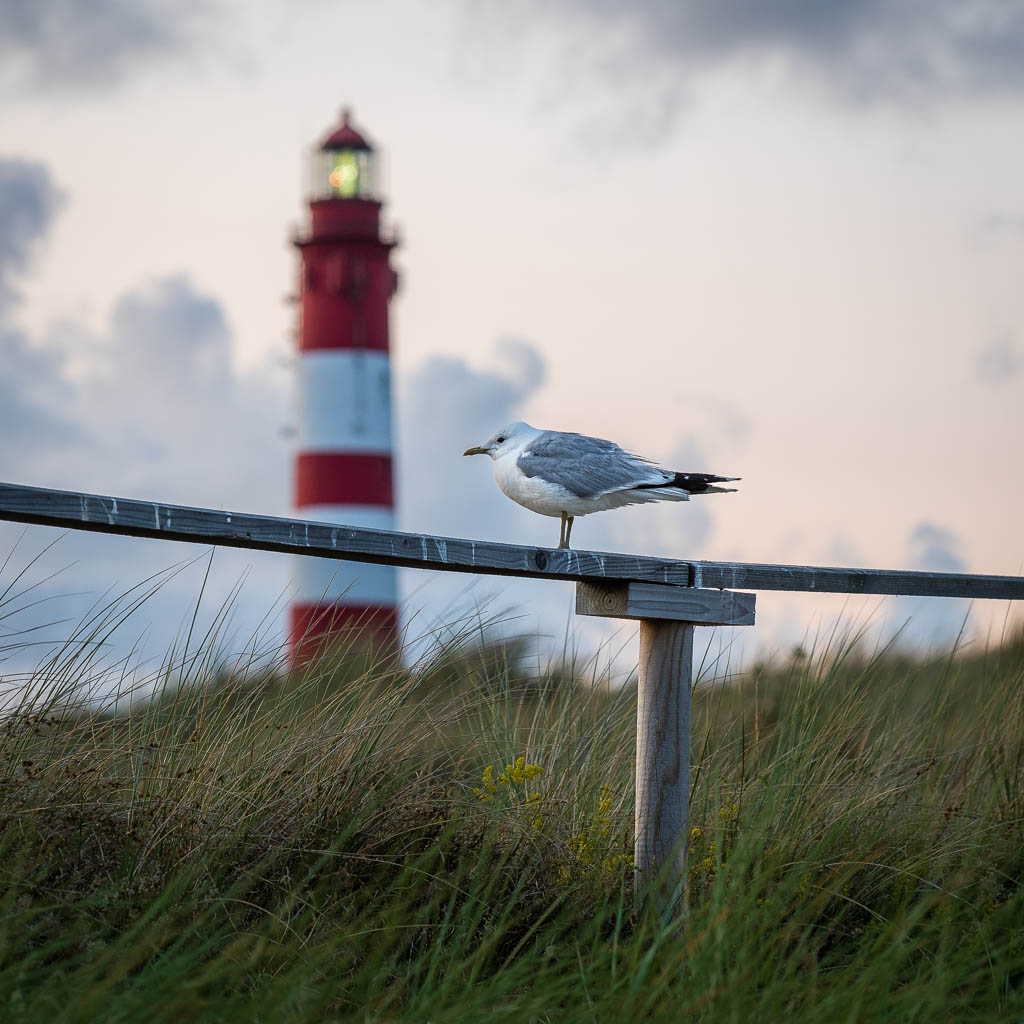 Leuchtturm Amrum mit Möwe auf einem Geländer