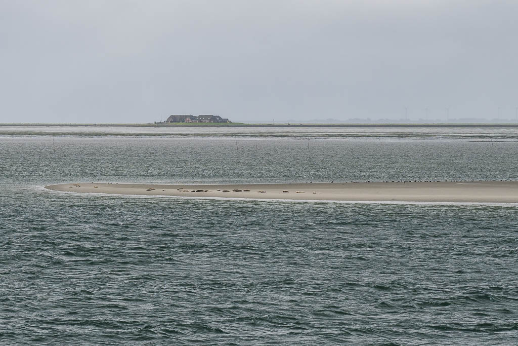 Seehunde und Kegelrobben auf den Sandbänken vor den Inseln Amrum und Föhr
