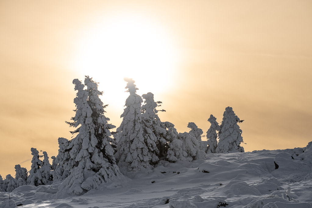 Mit Schnee bedeckte Bäume am Brockenrundweg zum Sonnenuntergang