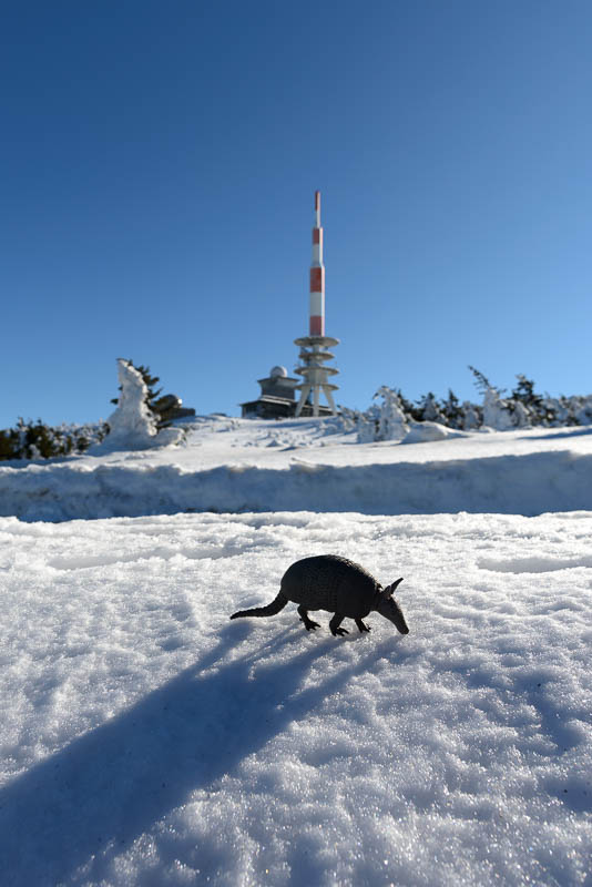 Gürteltier am Brocken