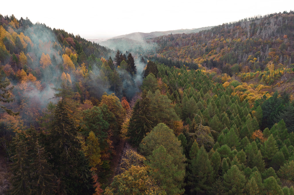 Der Dampf der Brockenbahn über den Wäldern in Wernigerode