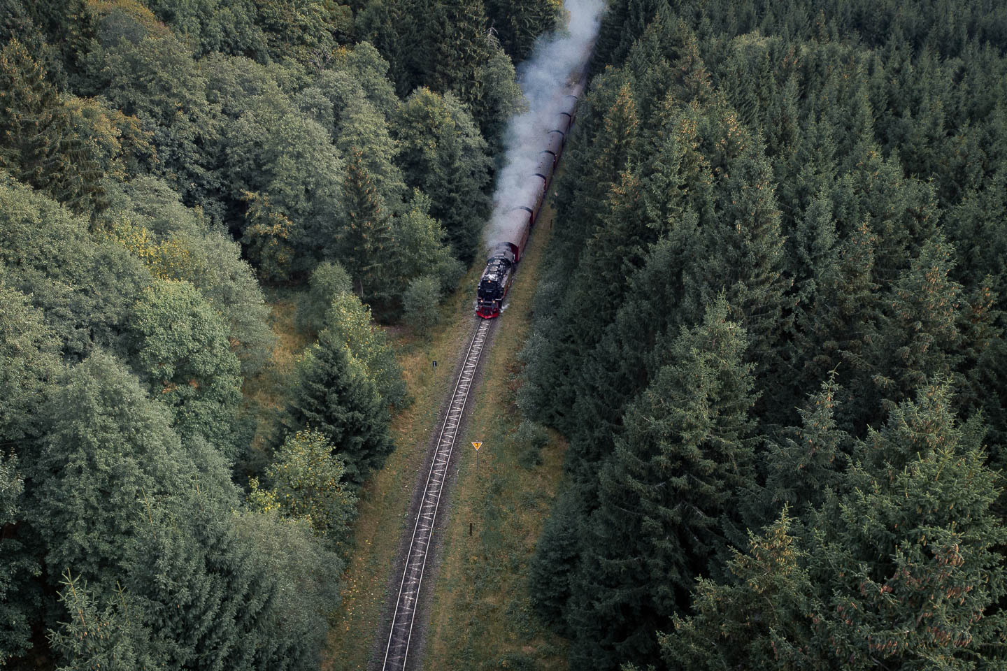 Die Brockenbahn fährt durch den Nadelwald