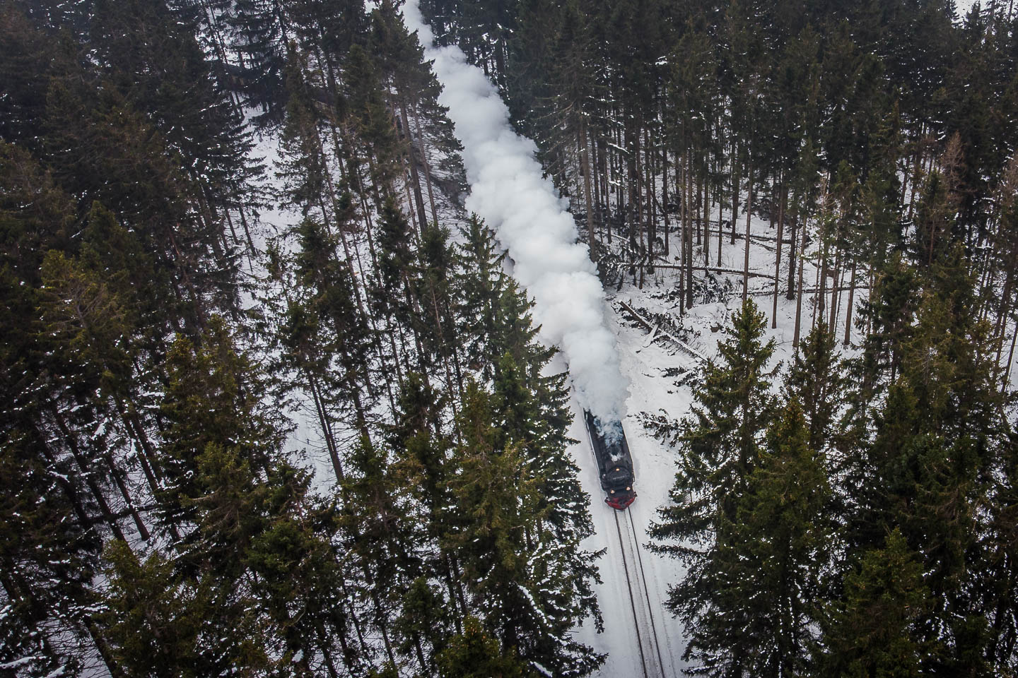 Die Brockenbahn fährt im Schnee durch den Nadelwald