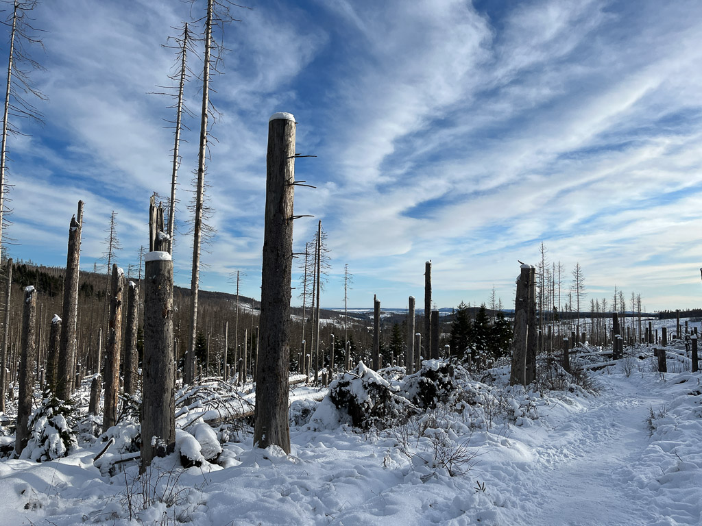 Viele tote Bäume auf Wanderweg am Eckerloch zum Brocken