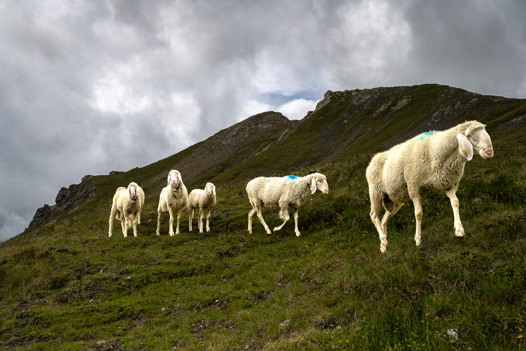 Schafe am Wanderweg unterhalb der Glorer Hütte