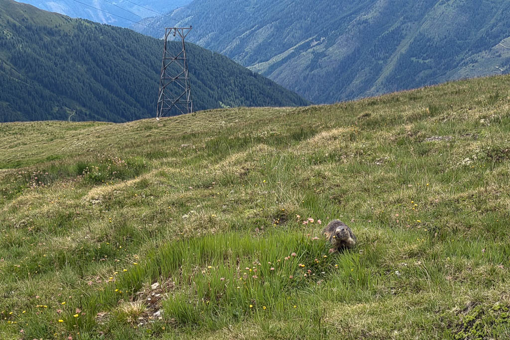 Murmeltier in der alpinen Landschaft