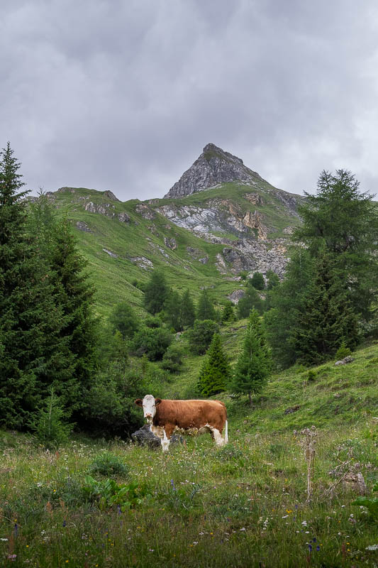 Kuh auf einer Almwiese beim Abstieg zum Lucknerhaus