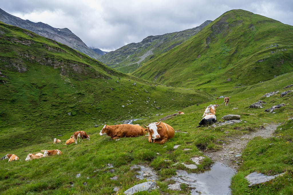Kühe auf einer Almwiese beim Aufstieg zur Glorer Hütte