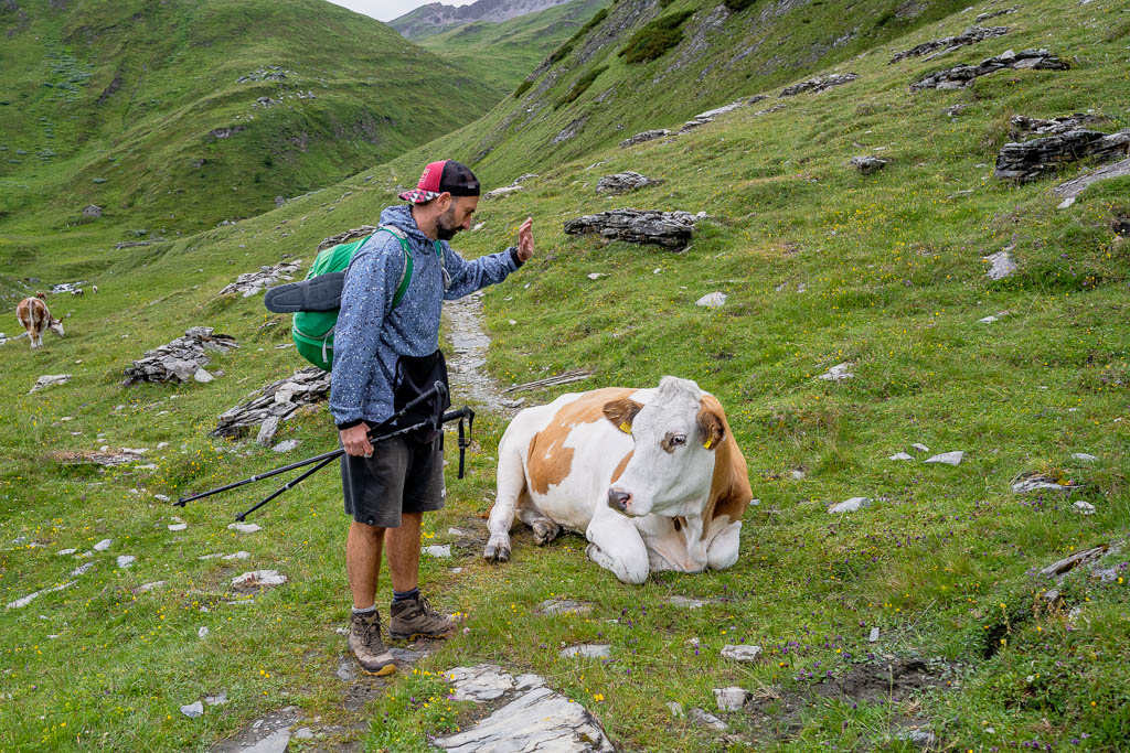 Wanderer neben einer Kuh auf dem Weg zur Glorer Hütte