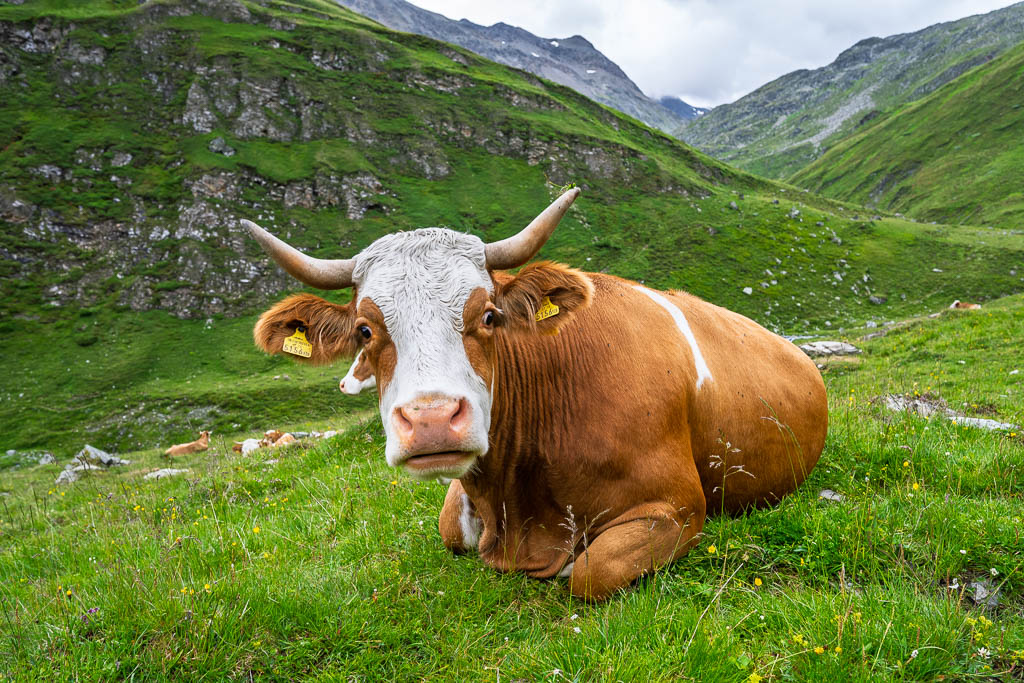 Nahaufnahme einer Kuh in den Bergen