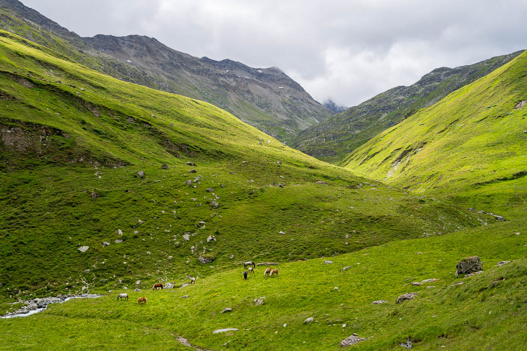 Pferde auf einer Almwiese im Tal zur Glorer Hütte