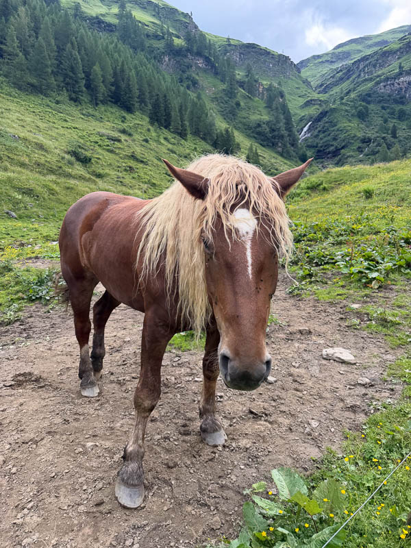 Pferd im Käfertal vor dem Aufstieg zur Pfandlscharte