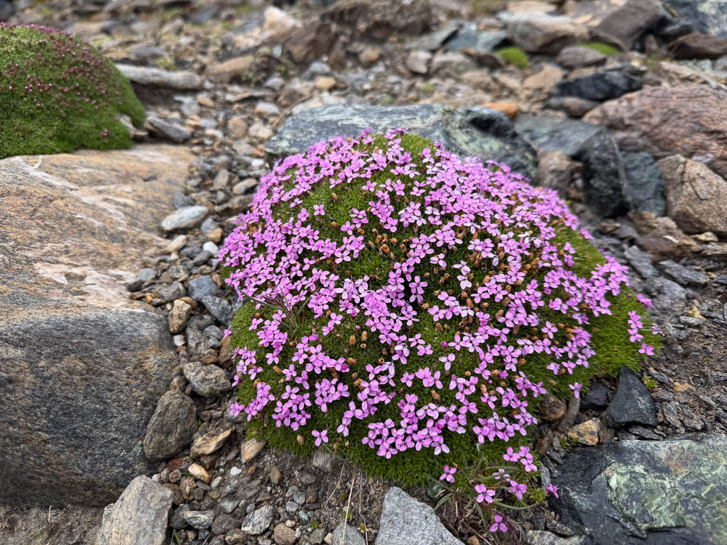 Alpenblumen zwischen Felsen auf dem Weg zum Glocknerhaus