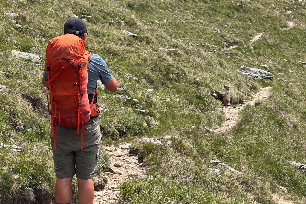 Ein Murmeltier sitzt zwischen Steinen am Wanderweg zum Großen Degenhorn.