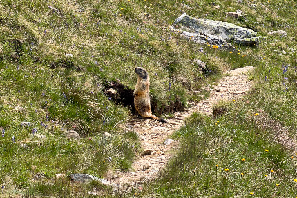 Nahaufnahme eines Murmeltiers im felsigen Gelände am Großen Degenhorn.