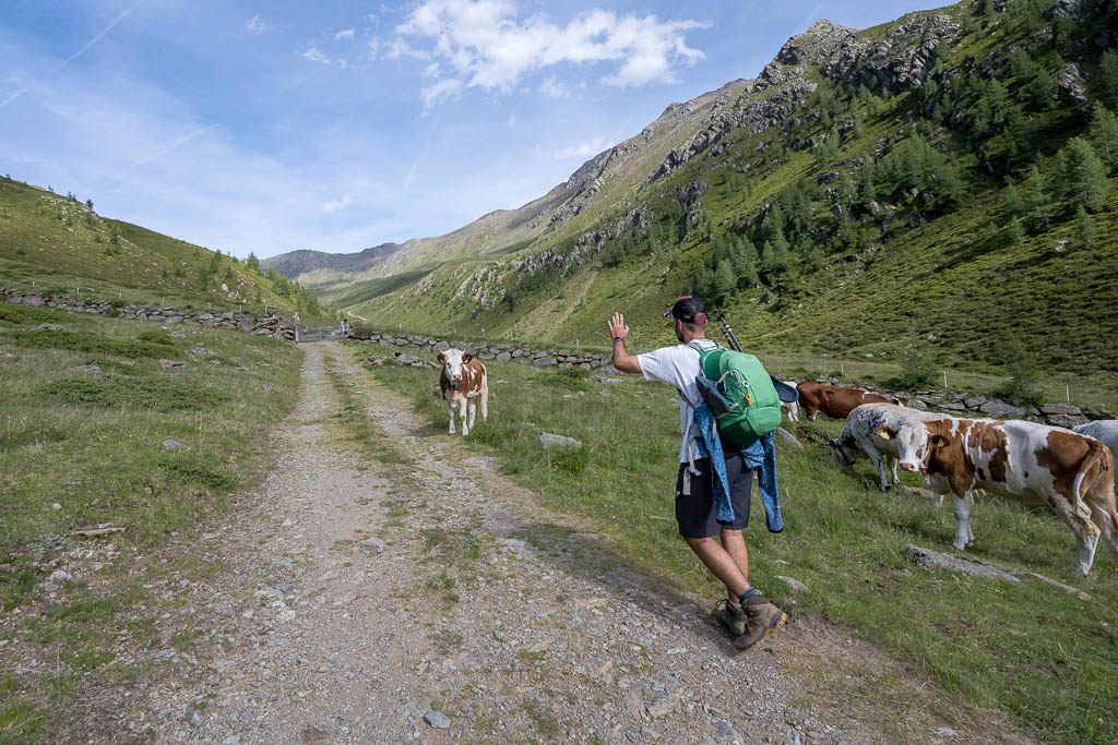 Die Wandergruppe begegnet beim Abstieg Tieren auf den Almwiesen.