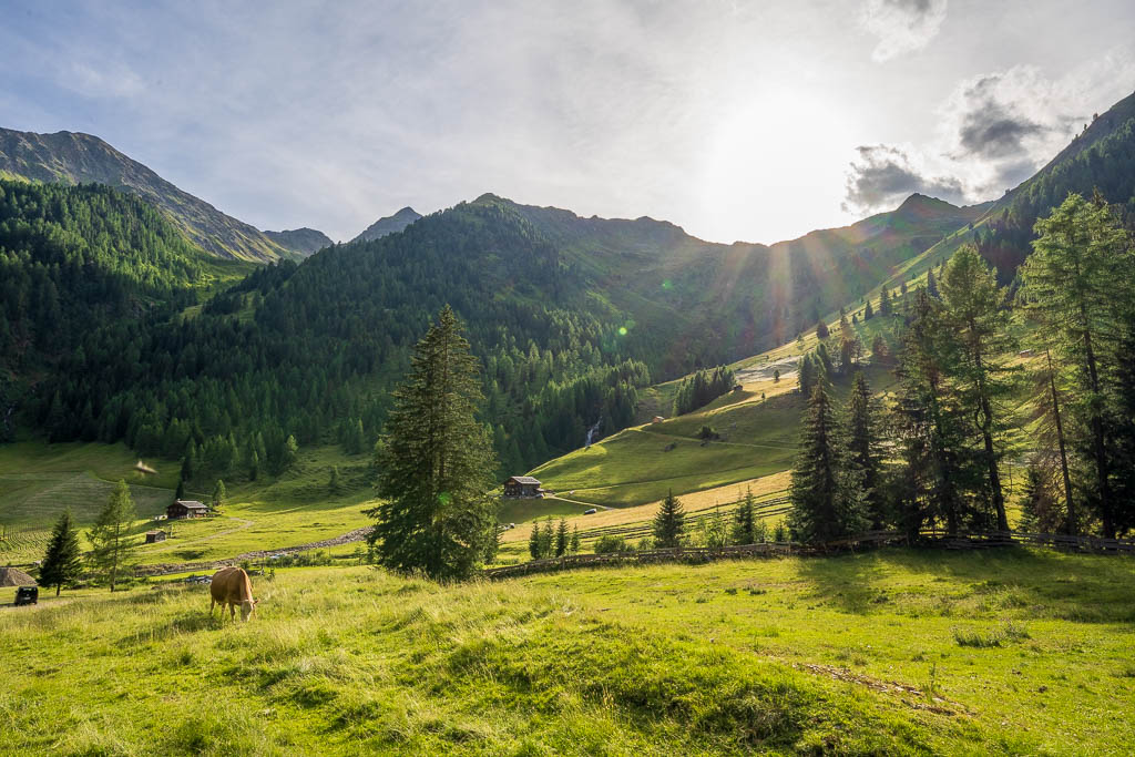 Sonniger Wanderweg durch die Almwiesen in Richtung Unterstalleralm.