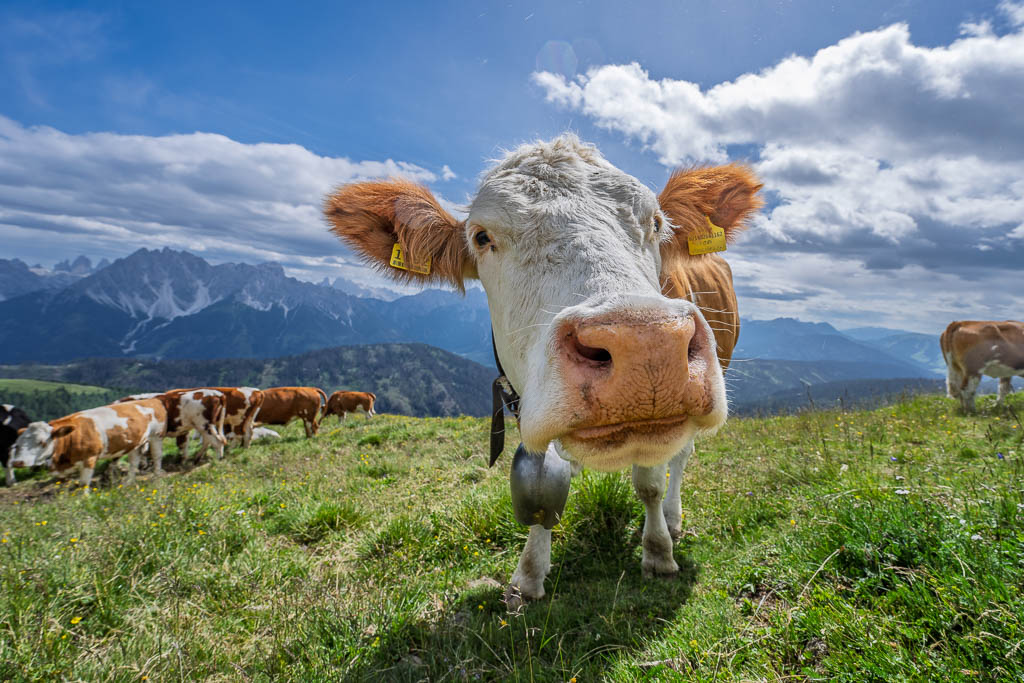 Eine neugierige Kuh steht auf einer Bergwiese vor der Kulisse grüner Hänge