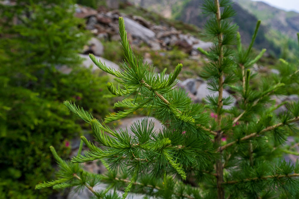 Frisches Grün an den Bäumen am E5-Wanderweg