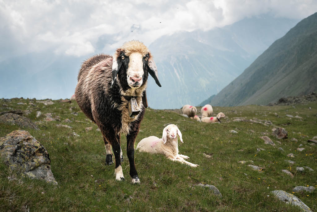 Schafe auf dem Wanderweg nach Vernagt
