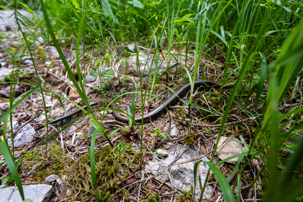 Eine Blindschleiche auf dem E5-Wanderweg