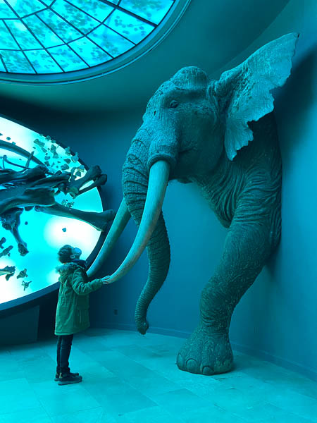 Kleiner Junge am Elefanten im Landesmuseum für Vorgeschichte in Halle