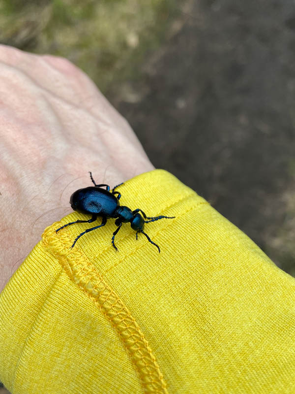 Ein Käfer auf meinem Arm