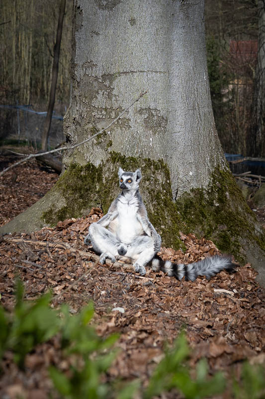 Ein entspannter Affe am Baum im Affenwald in bei Nordhausen