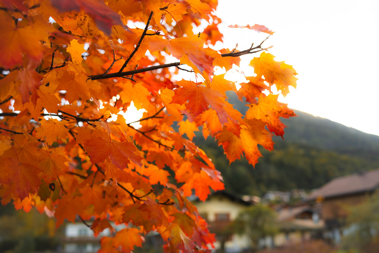 Herbstlaub in Berchtesgaden