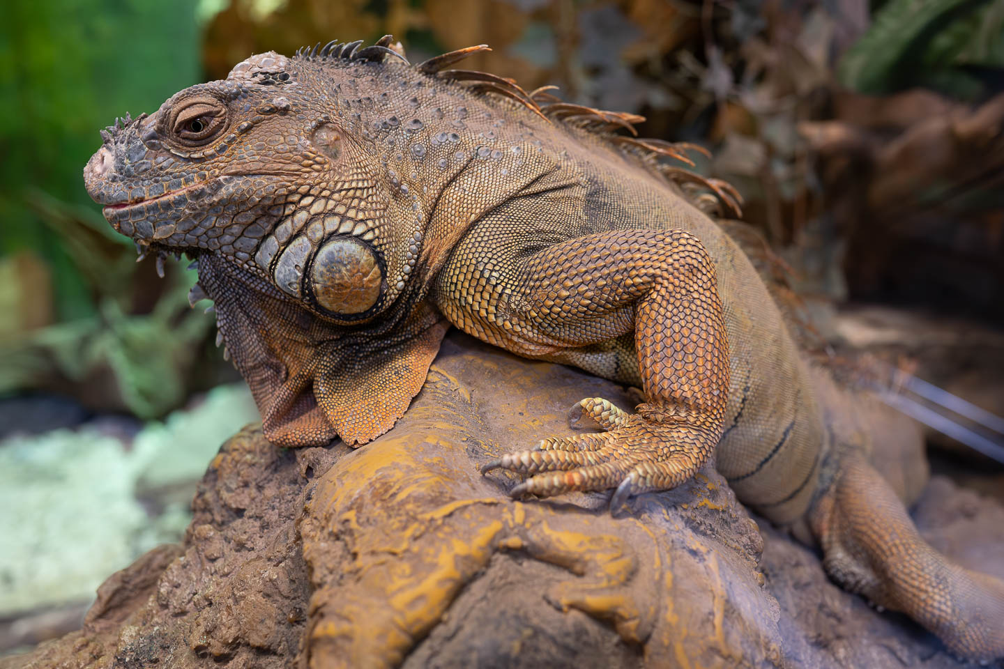 Ein Leguan im Zoo, fotografiert mit dem NIKKOR Z 35mm f/1.8 S