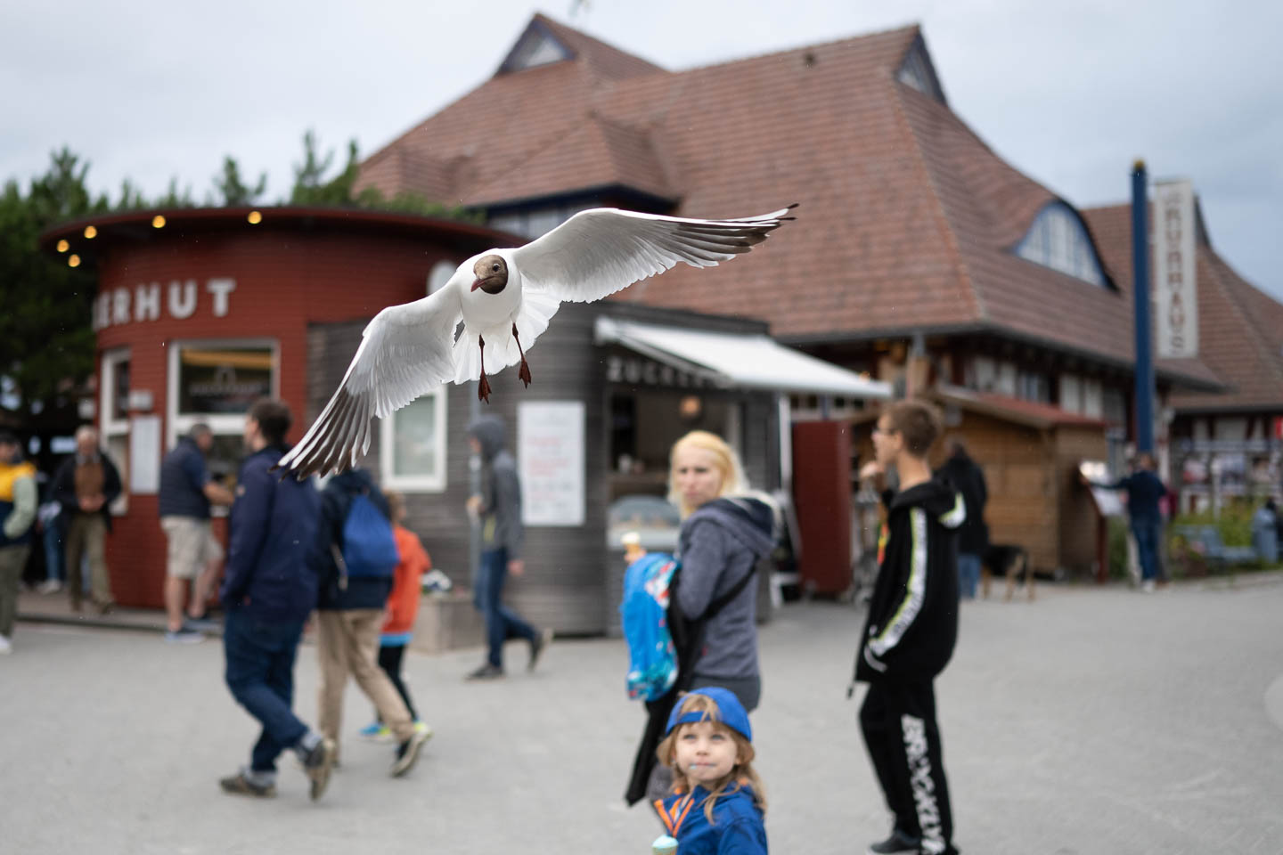 Eine Möwe fliegt bei Offenblende ins NIKKOR Z 35mm f/1.8 S