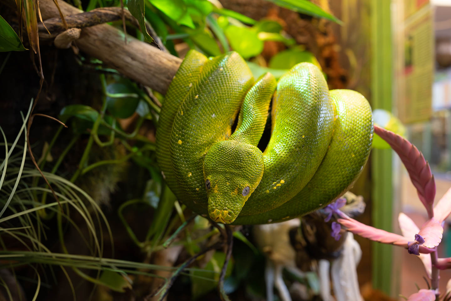 Eine Schlange im Zoo, fotografiert mit dem NIKKOR Z 35mm f/1.8 S