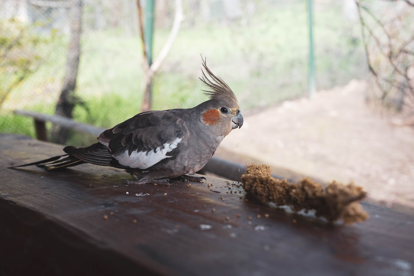 Ein Vogel im Zoo, fotografiert mit dem NIKKOR Z 35mm f/1.8 S