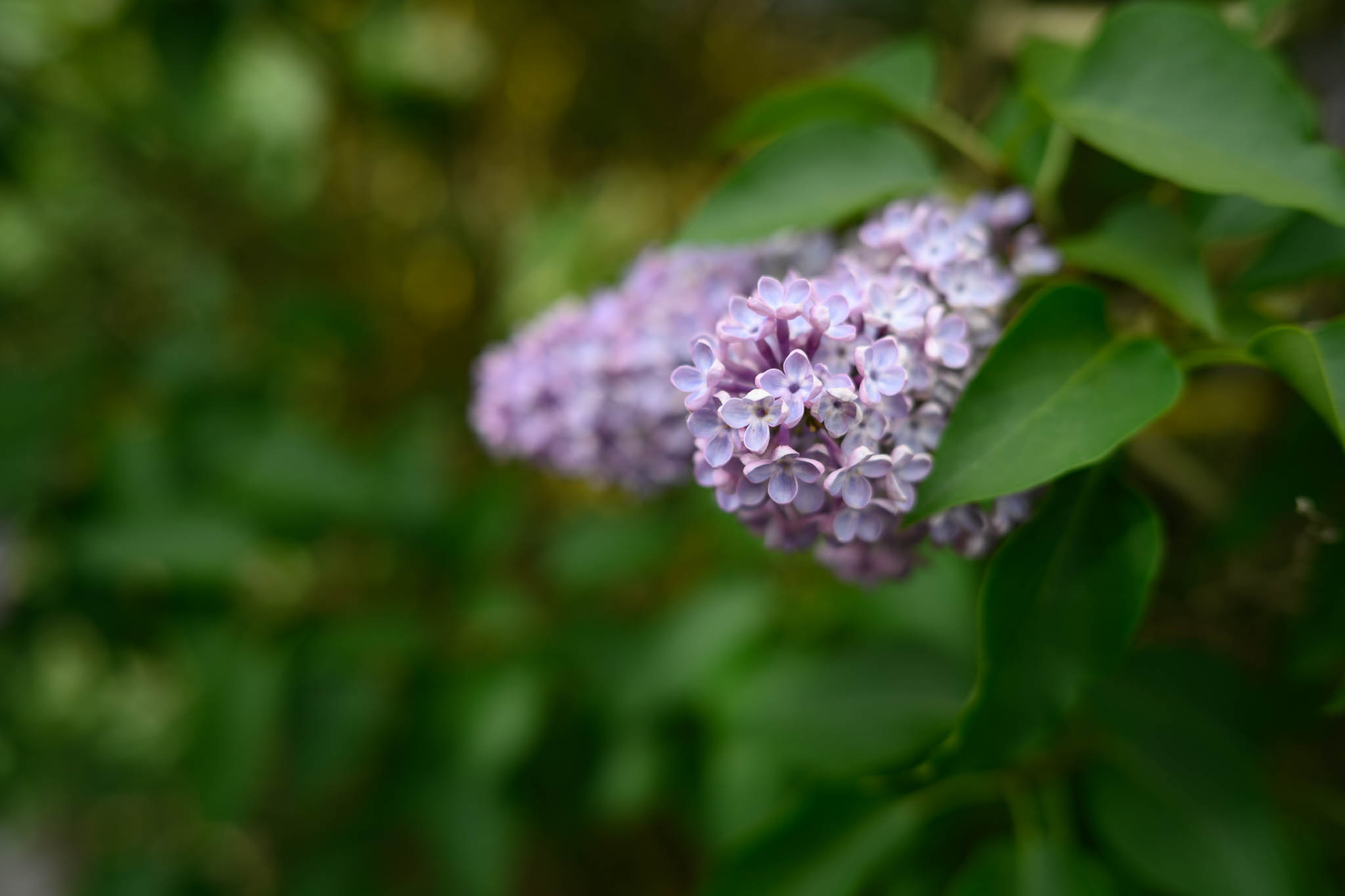Testfoto mit dem Nikkor Z 40mm f/2 bei Offenblende mit Blüten