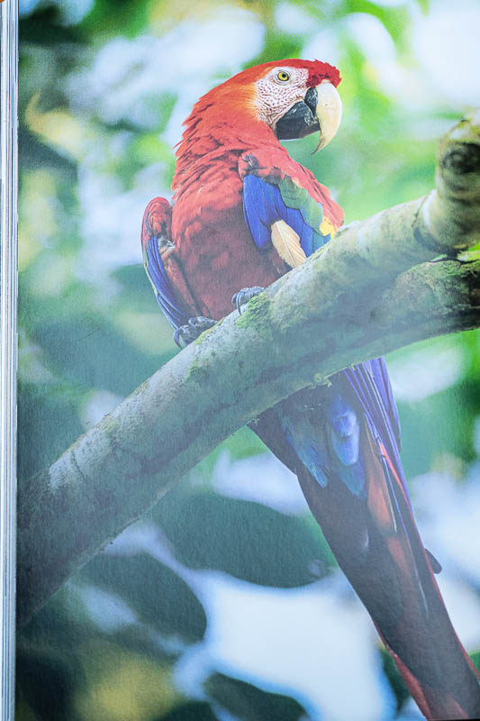 Ara aus dem Amazons-Regenwald