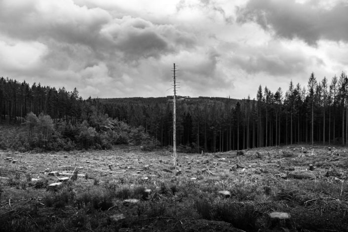 Baumsterben im Harz