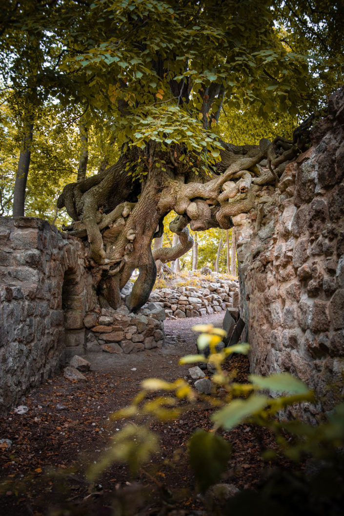 Burg Lauenburg