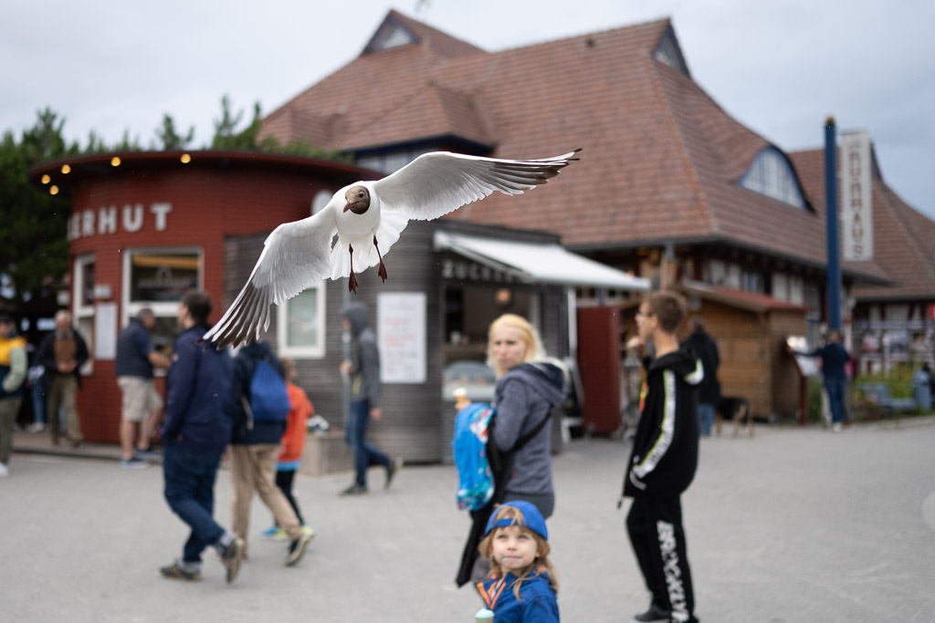 Eine fliegende Möwe am Zuckerhut nahe der Seebrücke von Zingst