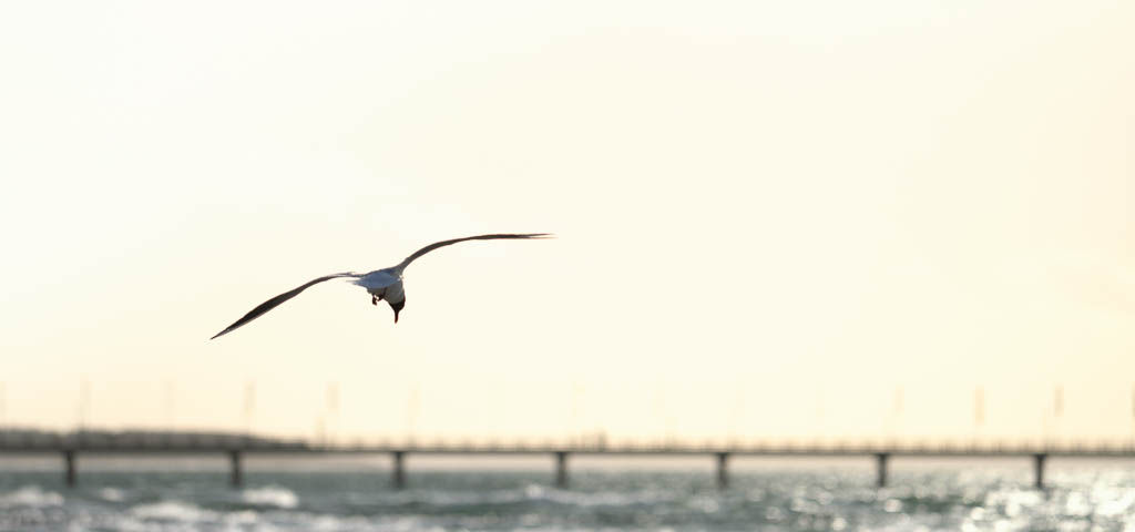 Möwe über der Seebrücke in Zingst