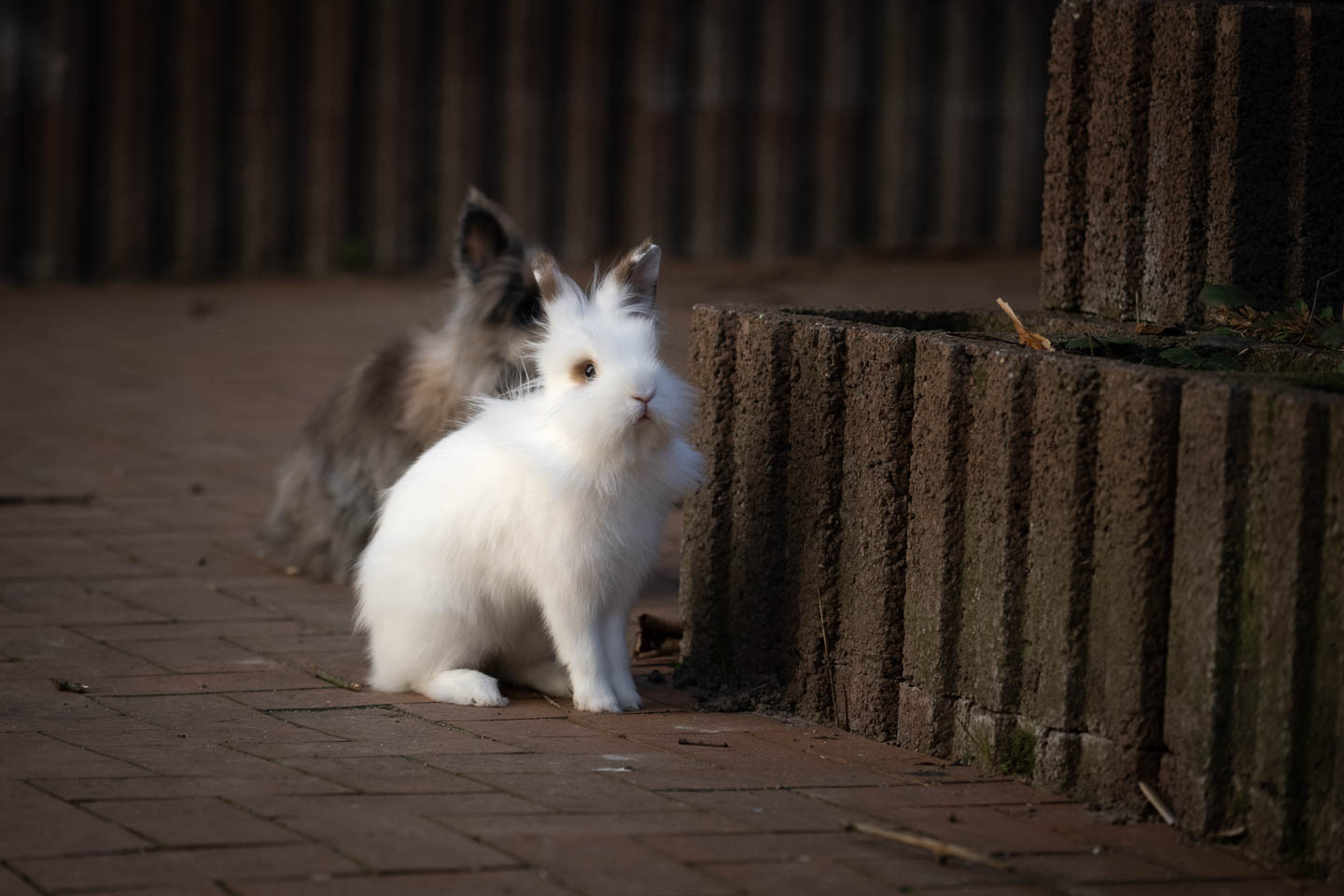 Weißes und graues Kaninchen im Hof